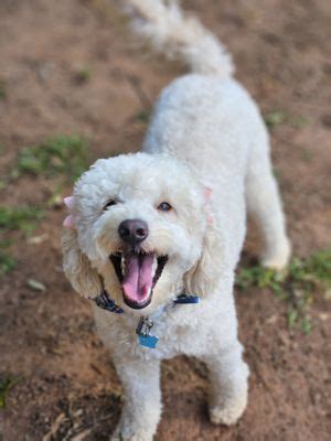 dog boarding decatur ga|Pawsitive Dog Boarding .
